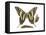 Zebra Swallowtail Butterfly, Caterpillar, and Pupae (Eurytides Marcellus), Insects-Encyclopaedia Britannica-Framed Stretched Canvas