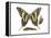 Zebra Swallowtail Butterfly, Caterpillar, and Pupae (Eurytides Marcellus), Insects-Encyclopaedia Britannica-Framed Stretched Canvas