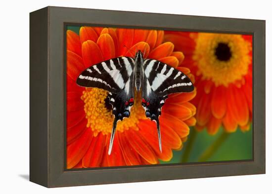 Zebra Swallowtail Butterfly-Darrell Gulin-Framed Premier Image Canvas
