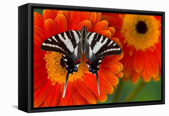 Zebra Swallowtail Butterfly-Darrell Gulin-Framed Premier Image Canvas