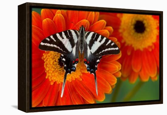 Zebra Swallowtail Butterfly-Darrell Gulin-Framed Premier Image Canvas