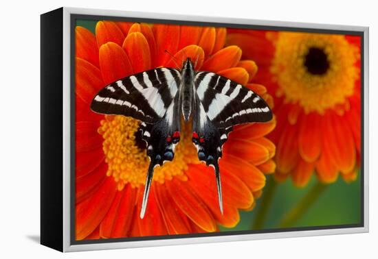 Zebra Swallowtail Butterfly-Darrell Gulin-Framed Premier Image Canvas