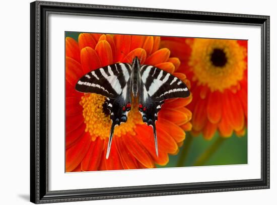 Zebra Swallowtail Butterfly-Darrell Gulin-Framed Photographic Print