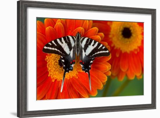 Zebra Swallowtail Butterfly-Darrell Gulin-Framed Photographic Print