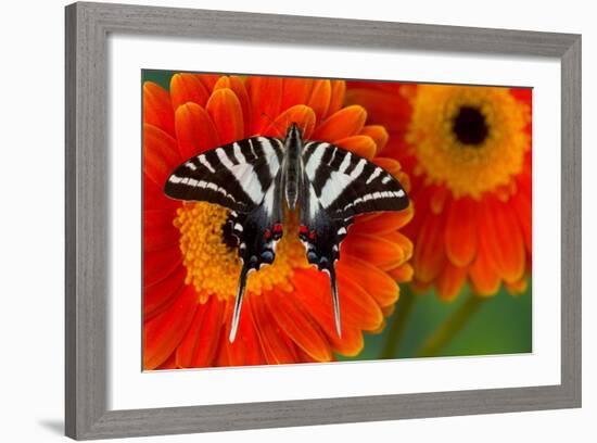Zebra Swallowtail Butterfly-Darrell Gulin-Framed Photographic Print