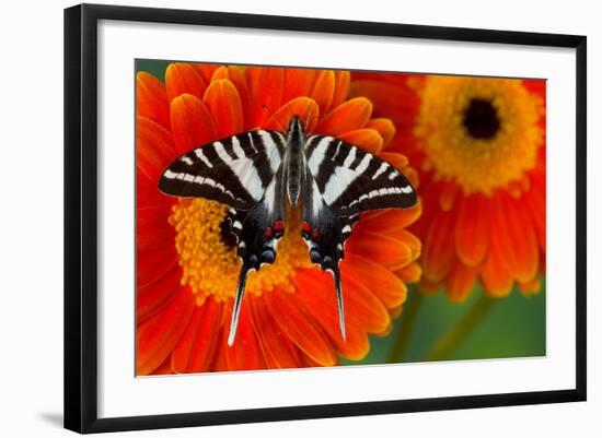 Zebra Swallowtail Butterfly-Darrell Gulin-Framed Photographic Print