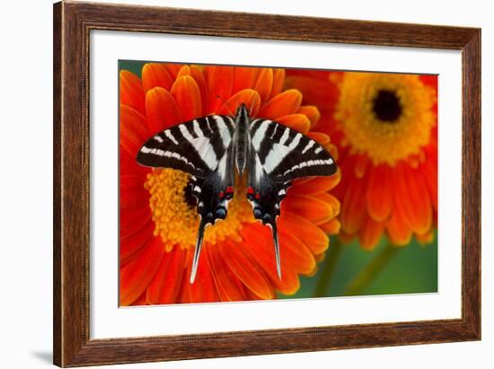 Zebra Swallowtail Butterfly-Darrell Gulin-Framed Photographic Print