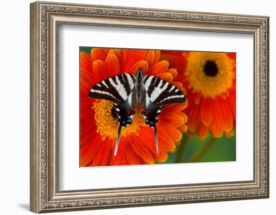 Zebra Swallowtail Butterfly-Darrell Gulin-Framed Photographic Print