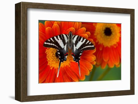 Zebra Swallowtail Butterfly-Darrell Gulin-Framed Photographic Print