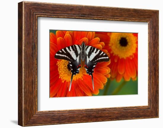 Zebra Swallowtail Butterfly-Darrell Gulin-Framed Photographic Print