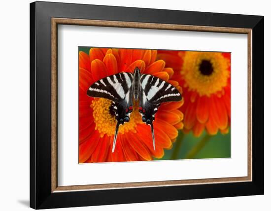 Zebra Swallowtail Butterfly-Darrell Gulin-Framed Photographic Print