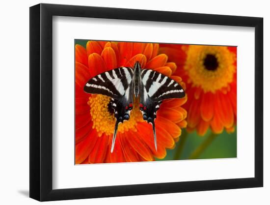 Zebra Swallowtail Butterfly-Darrell Gulin-Framed Photographic Print