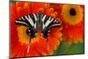 Zebra Swallowtail Butterfly-Darrell Gulin-Mounted Photographic Print
