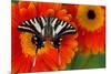 Zebra Swallowtail Butterfly-Darrell Gulin-Mounted Photographic Print