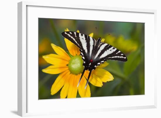 Zebra Swallowtail Butterfly-Darrell Gulin-Framed Photographic Print