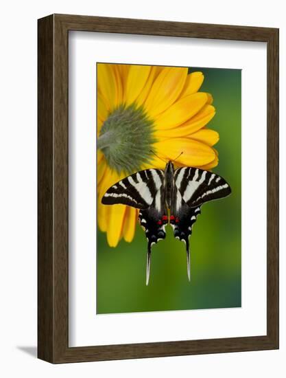 Zebra Swallowtail, North American Swallowtail Butterfly-Darrell Gulin-Framed Photographic Print