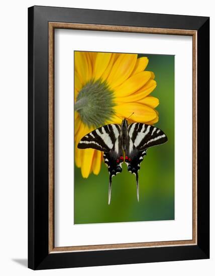 Zebra Swallowtail, North American Swallowtail Butterfly-Darrell Gulin-Framed Photographic Print