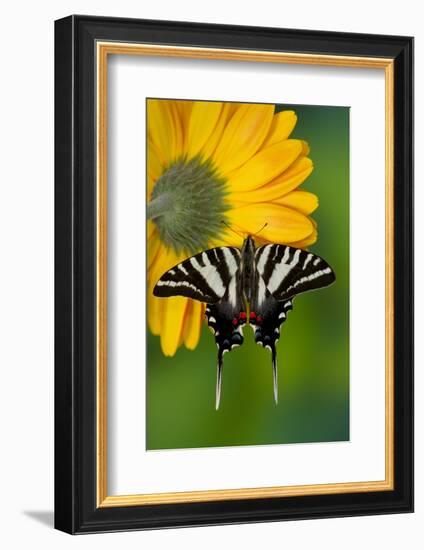 Zebra Swallowtail, North American Swallowtail Butterfly-Darrell Gulin-Framed Photographic Print