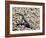 Zebra-Tailed Lizard. Saguaro National Park, Arizona, USA-Philippe Clement-Framed Photographic Print