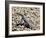 Zebra-Tailed Lizard. Saguaro National Park, Arizona, USA-Philippe Clement-Framed Photographic Print