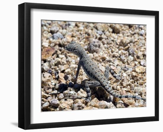 Zebra-Tailed Lizard. Saguaro National Park, Arizona, USA-Philippe Clement-Framed Photographic Print