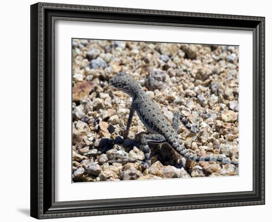 Zebra-Tailed Lizard. Saguaro National Park, Arizona, USA-Philippe Clement-Framed Photographic Print