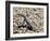 Zebra-Tailed Lizard. Saguaro National Park, Arizona, USA-Philippe Clement-Framed Photographic Print