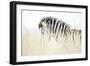 Zebra Walking in Tall Grass-Richard Du Toit-Framed Photographic Print