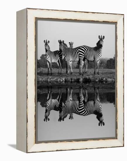 Zebra With Water Reflection-Donvanstaden-Framed Stretched Canvas