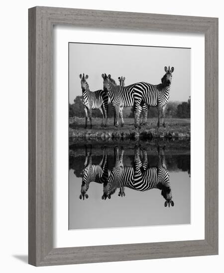 Zebra With Water Reflection-Donvanstaden-Framed Art Print