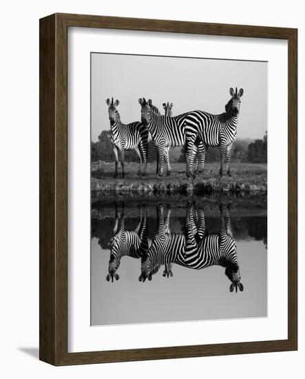 Zebra With Water Reflection-Donvanstaden-Framed Art Print