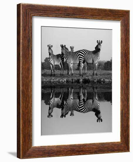 Zebra With Water Reflection-Donvanstaden-Framed Art Print