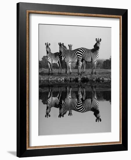 Zebra With Water Reflection-Donvanstaden-Framed Art Print