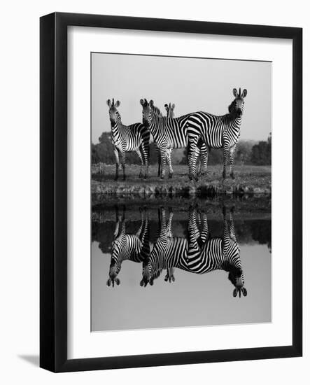 Zebra With Water Reflection-Donvanstaden-Framed Art Print