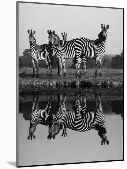 Zebra With Water Reflection-Donvanstaden-Mounted Art Print