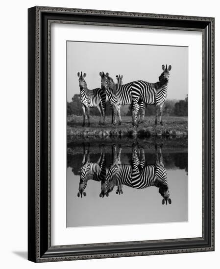 Zebra With Water Reflection-Donvanstaden-Framed Art Print