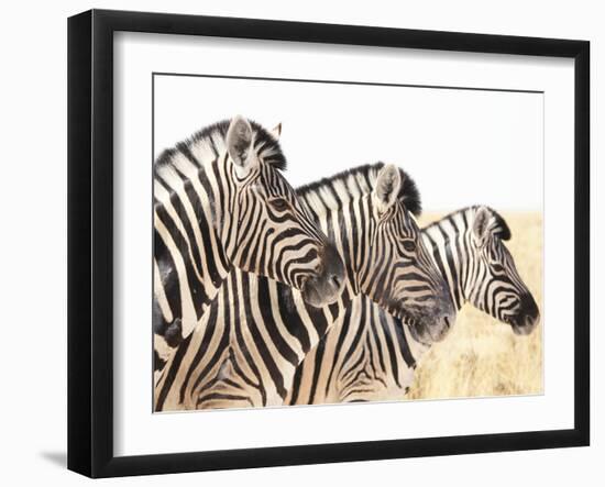 Zebra-Andrushko Galyna-Framed Photographic Print