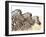 Zebra-Andrushko Galyna-Framed Photographic Print