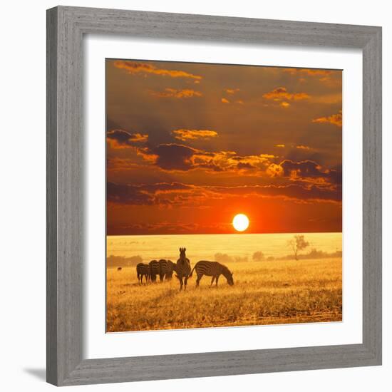 Zebra-Andrushko Galyna-Framed Photographic Print