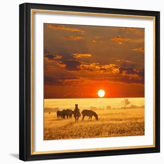 Zebra-Andrushko Galyna-Framed Photographic Print