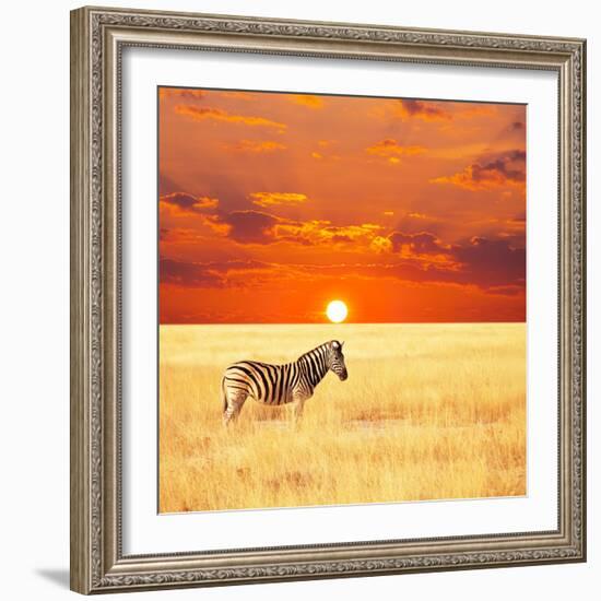 Zebra-Andrushko Galyna-Framed Photographic Print