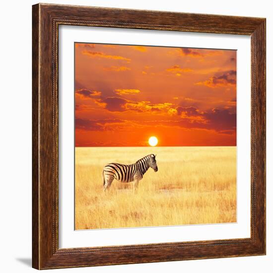 Zebra-Andrushko Galyna-Framed Photographic Print