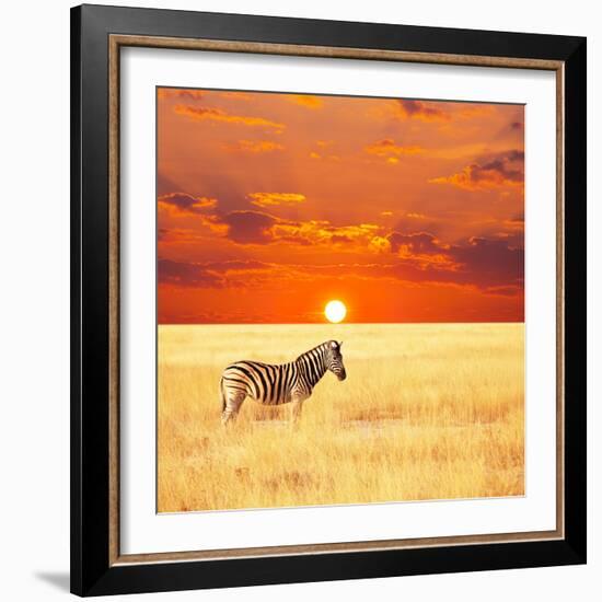 Zebra-Andrushko Galyna-Framed Photographic Print