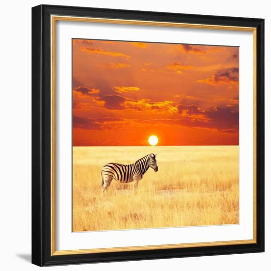 Zebra-Andrushko Galyna-Framed Photographic Print