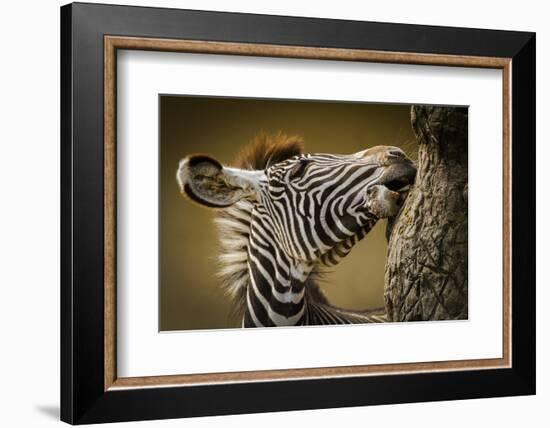 Zebra-Silvia Geiger-Framed Photographic Print