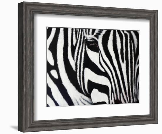 Zebra--Framed Giclee Print