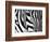 Zebra-null-Framed Giclee Print