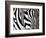 Zebra-null-Framed Giclee Print