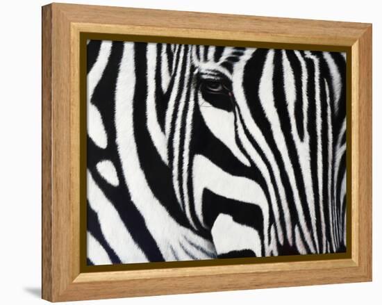 Zebra-null-Framed Premier Image Canvas