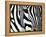 Zebra-null-Framed Premier Image Canvas